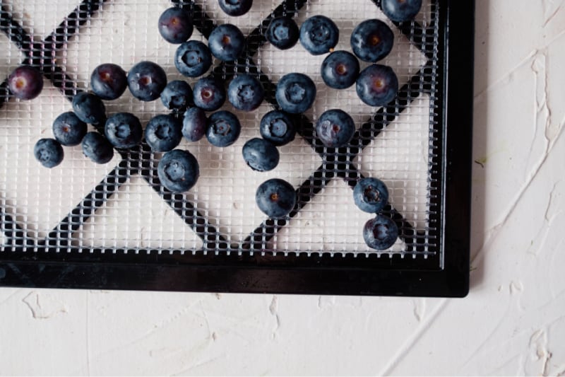 small berries on a dehydrator tray