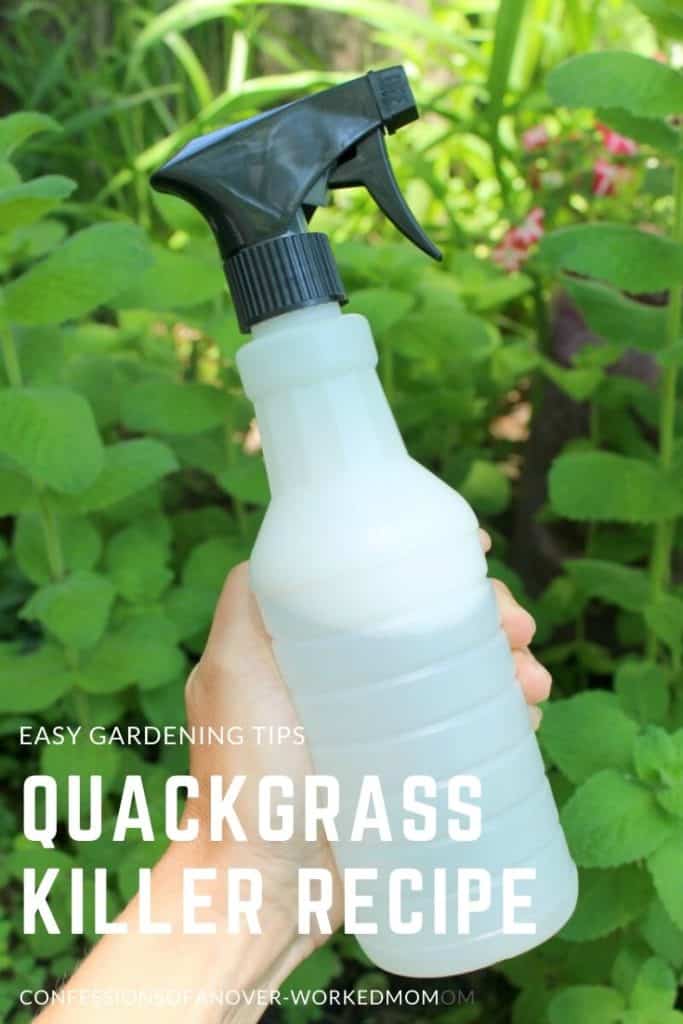 Quackgrass Killer Recipe That is Pet Safe and Effective