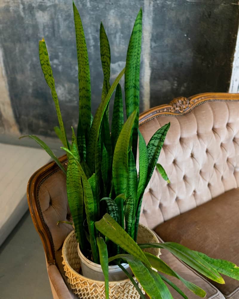 Dracaena plant on a couch in a yellow pot