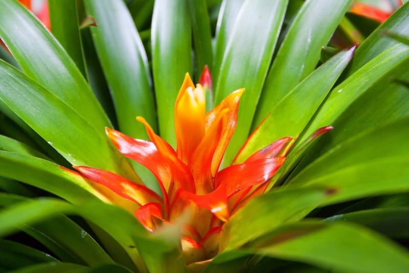 bromeliad plant with red flower