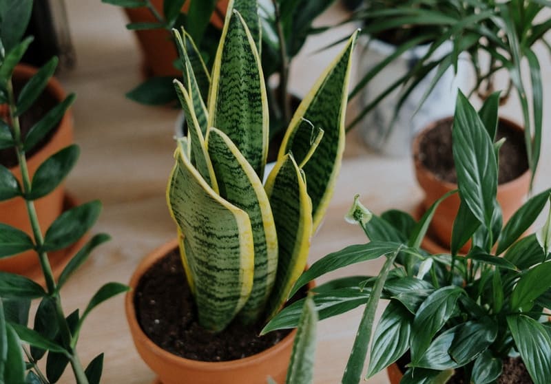 Indoor Plants That Need No Sunlight • Confessions of an