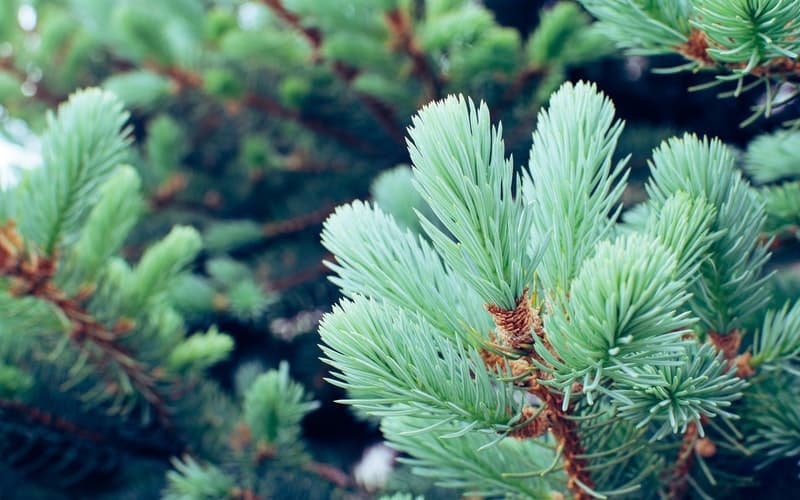 close up of a fir branch