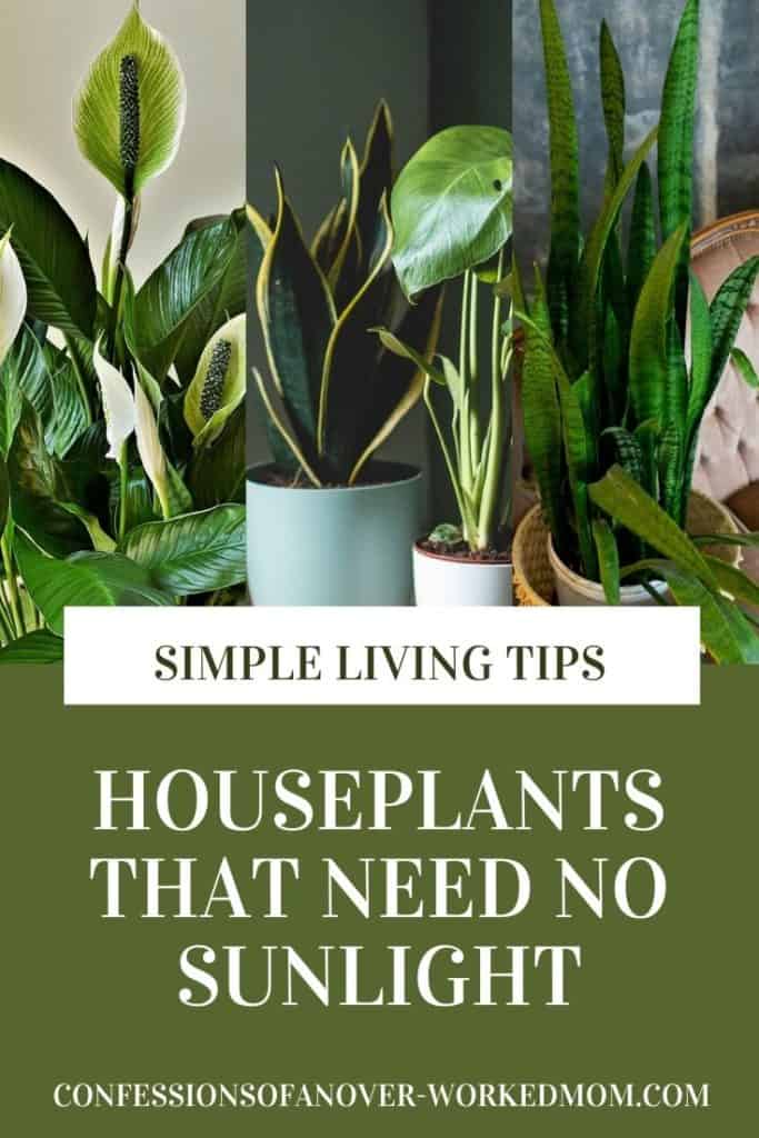 Indoor Plants That Need No Sunlight • Confessions Of An Overworked Mom