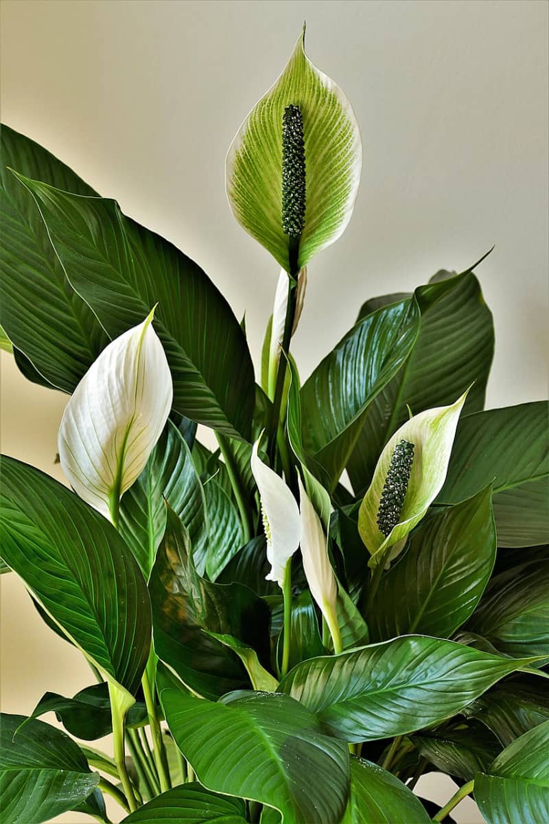 Peace lily with a bud