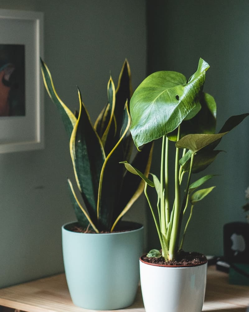 Are you looking for indoor plants that need no sunlight? Check out this list of plants that grow without sunlight and start growing today.
