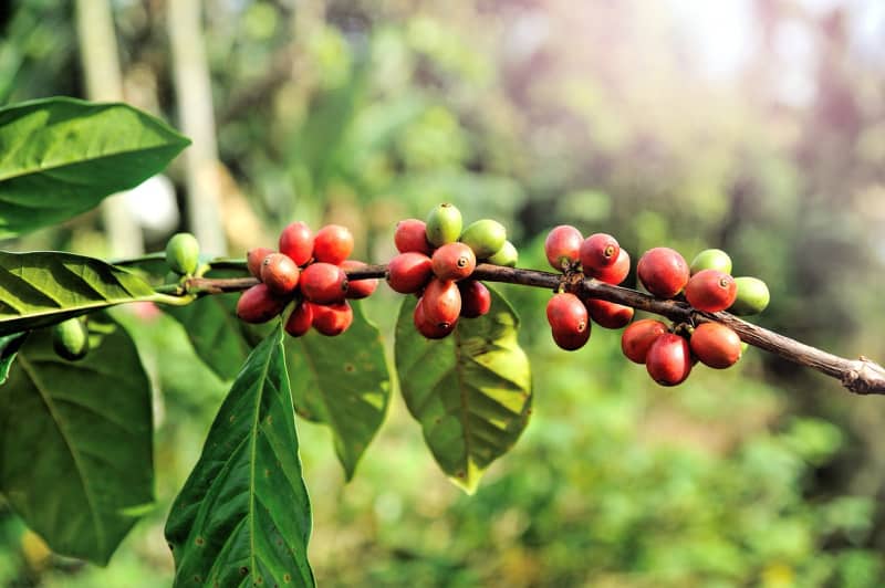 coffee beans growing on the bush