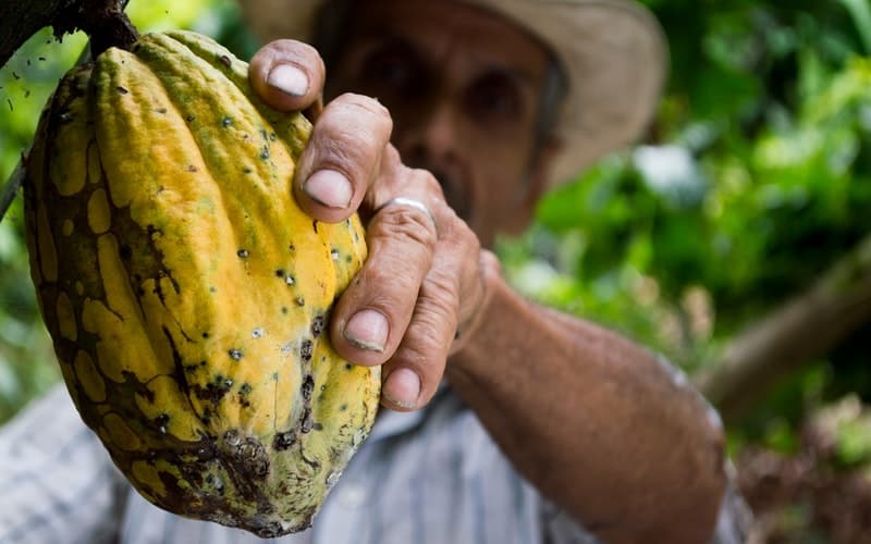  a man holding a yellow cacao fruit
