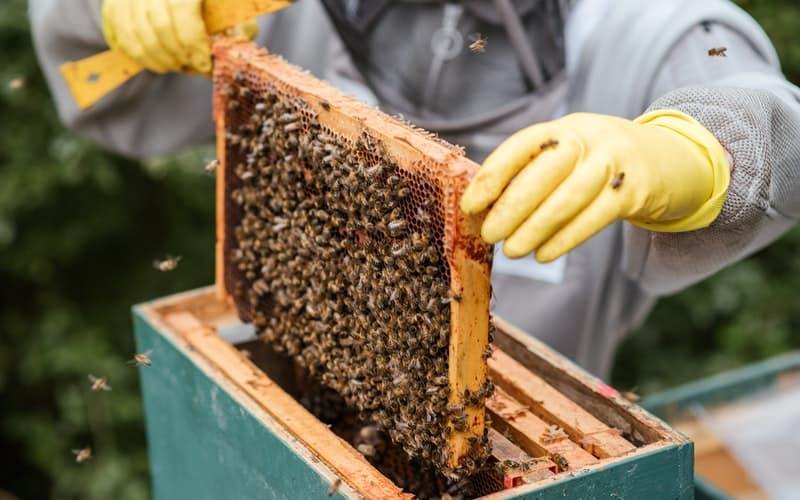 a man holding a bee hive frame with honey bees on it