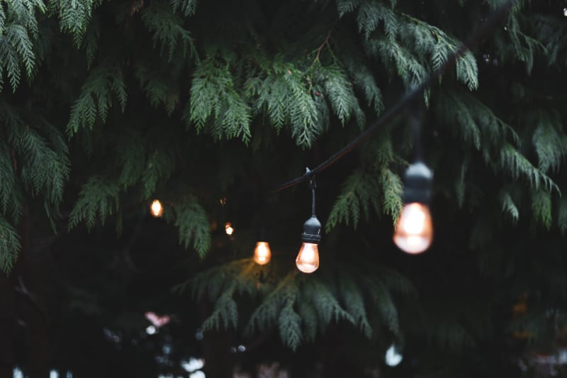 string lights hung from the trees