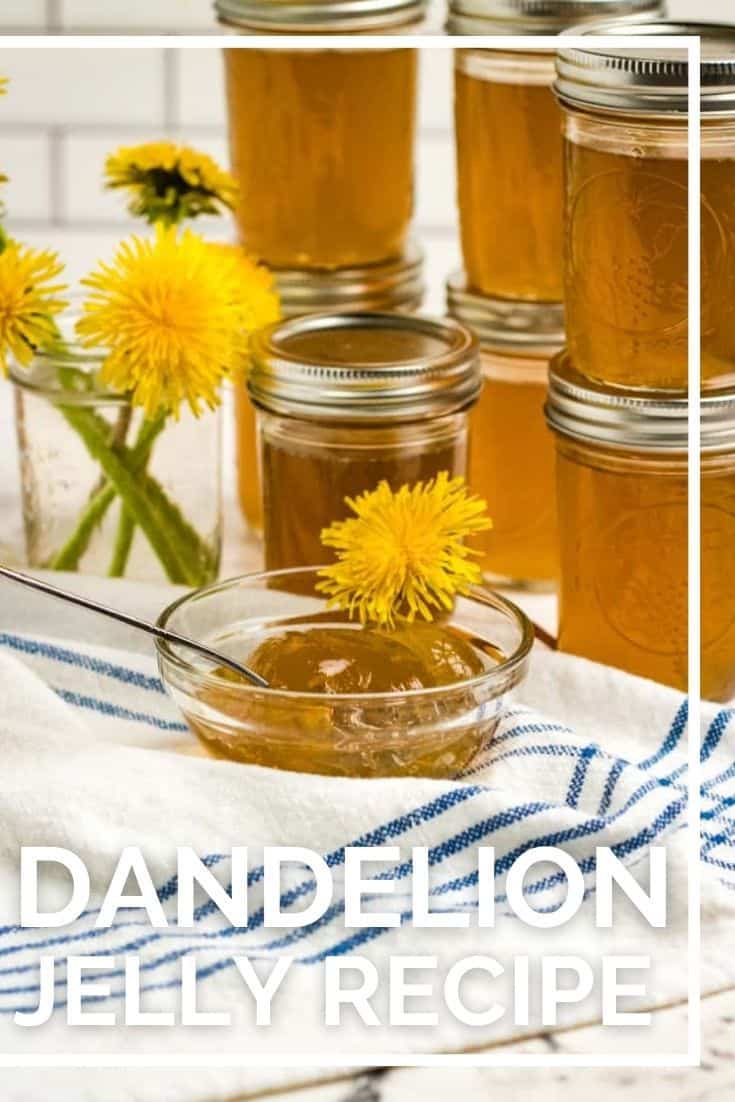 This Dandelion Jelly Recipe is a delicious sweet herbal jelly that pairs wonderfully with homemade biscuits or toast. Try it today.