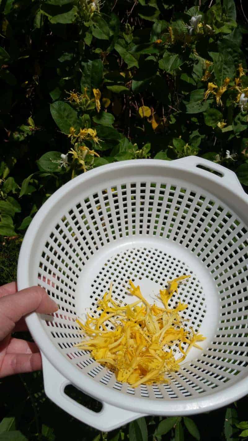 honeysuckle flowers in a white strainer