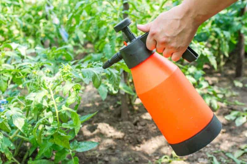 a woman holding an orange bottle containing baking soda spray for tomato plants