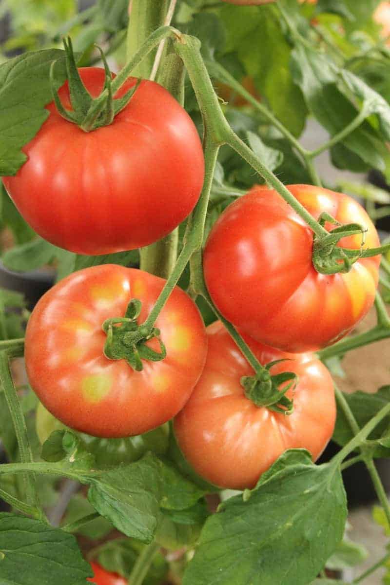 Check out this baking soda spray for tomato plants. Learn more about why you need to use this baking powder spray for plants in your garden.