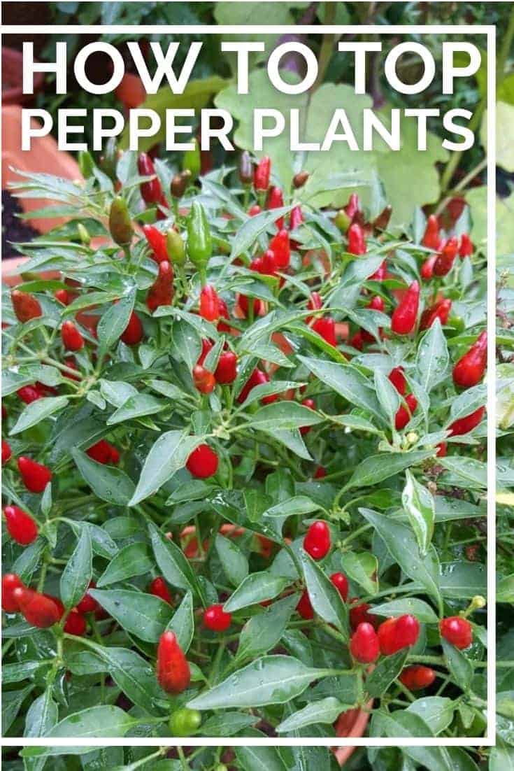 If you're wondering about topping pepper plants, keep reading. Learn how to prune pepper plants the correct way so they flourish.