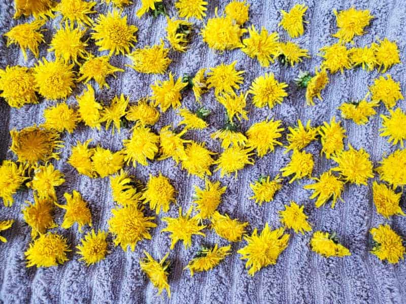 yellow dandelions laying on a blue towel