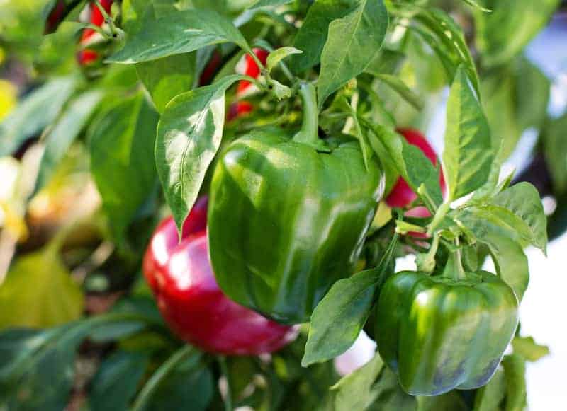 a close up of red and green bell peppers growing