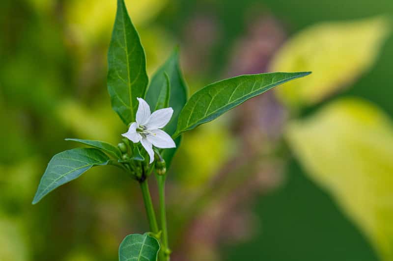 a flower on a pepper plant