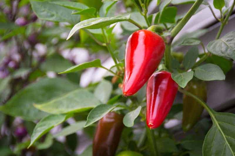 a close up of a chili pepper plant with red peppers