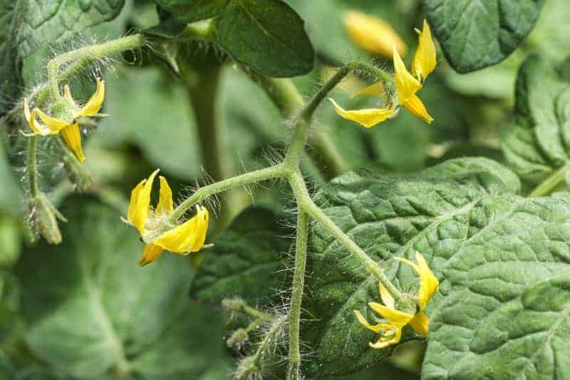tomato leaves and yellow flowers