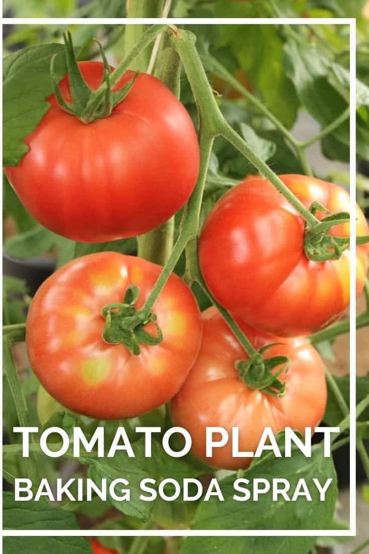 Check out this baking soda spray for tomato plants. Learn more about why you need to use this baking powder spray for plants in your garden.