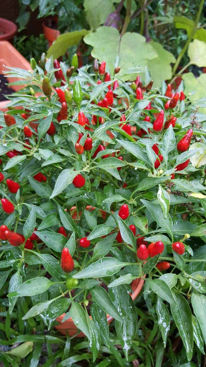 If you're wondering about topping pepper plants, keep reading. Learn how to prune pepper plants the correct way so they flourish.