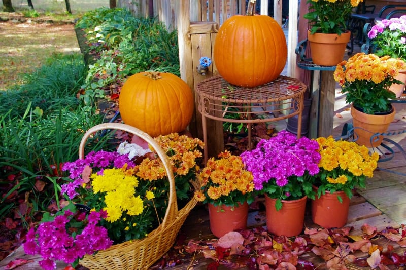 pumpkins and fall flowers in the yard