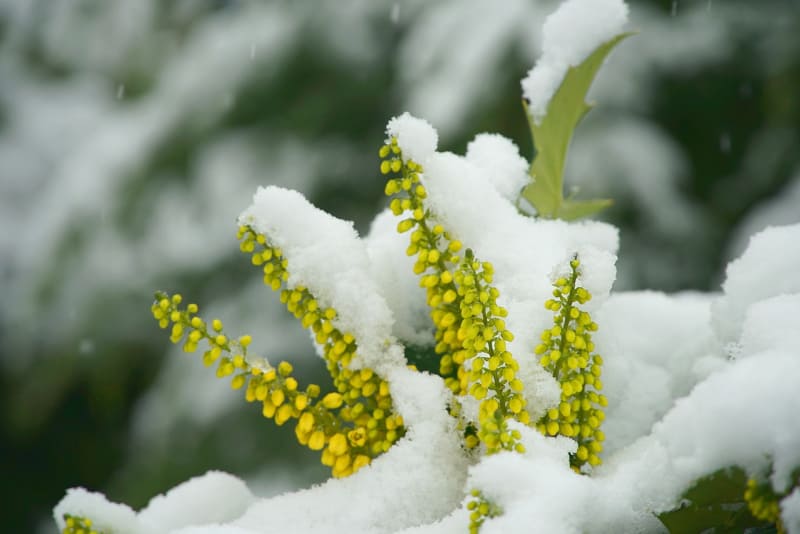mahonia covered in snow