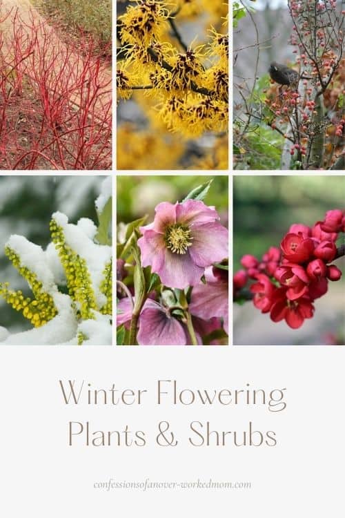 In the winter, it's hard to keep your yard looking great. Check out these winter flowering plants and shrubs to improve your curb appeal.
