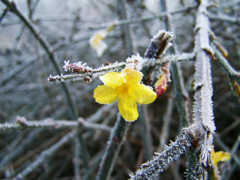a winter jasmine flower surrounded by frost