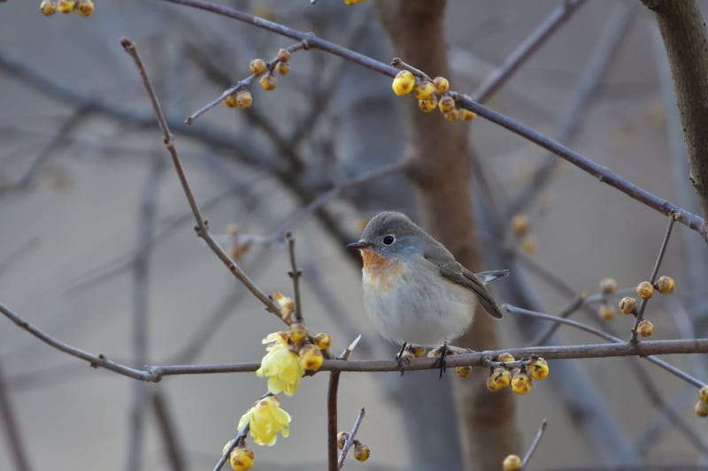 a small bird sitting on a branch of a wintersweet shrub