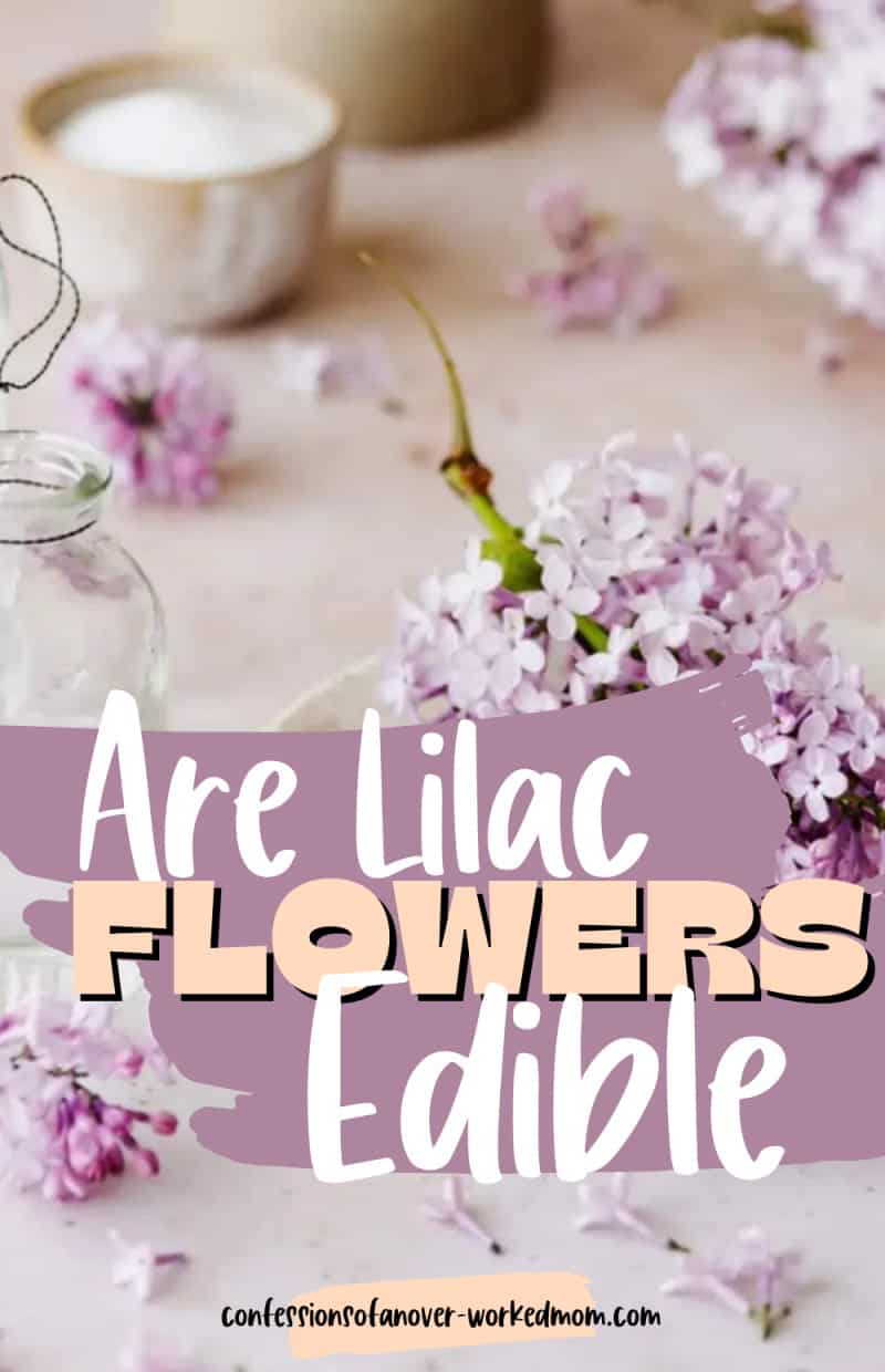 Are lilac flowers edible? If you're enjoying the lovely lilac blossoms in your garden, you may be surprised to learn that they are edible.