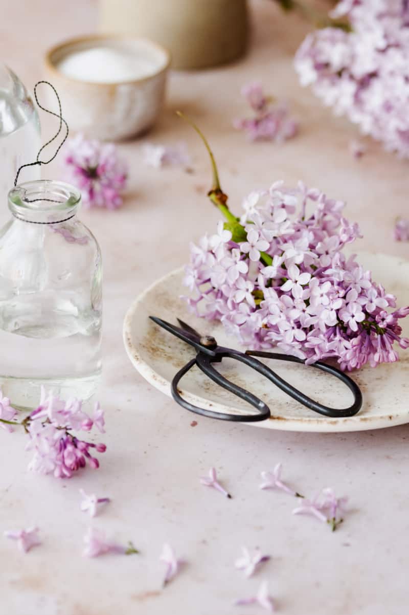 Are lilac flowers edible? If you're enjoying the lovely lilac blossoms in your garden, you may be surprised to learn that they are edible.