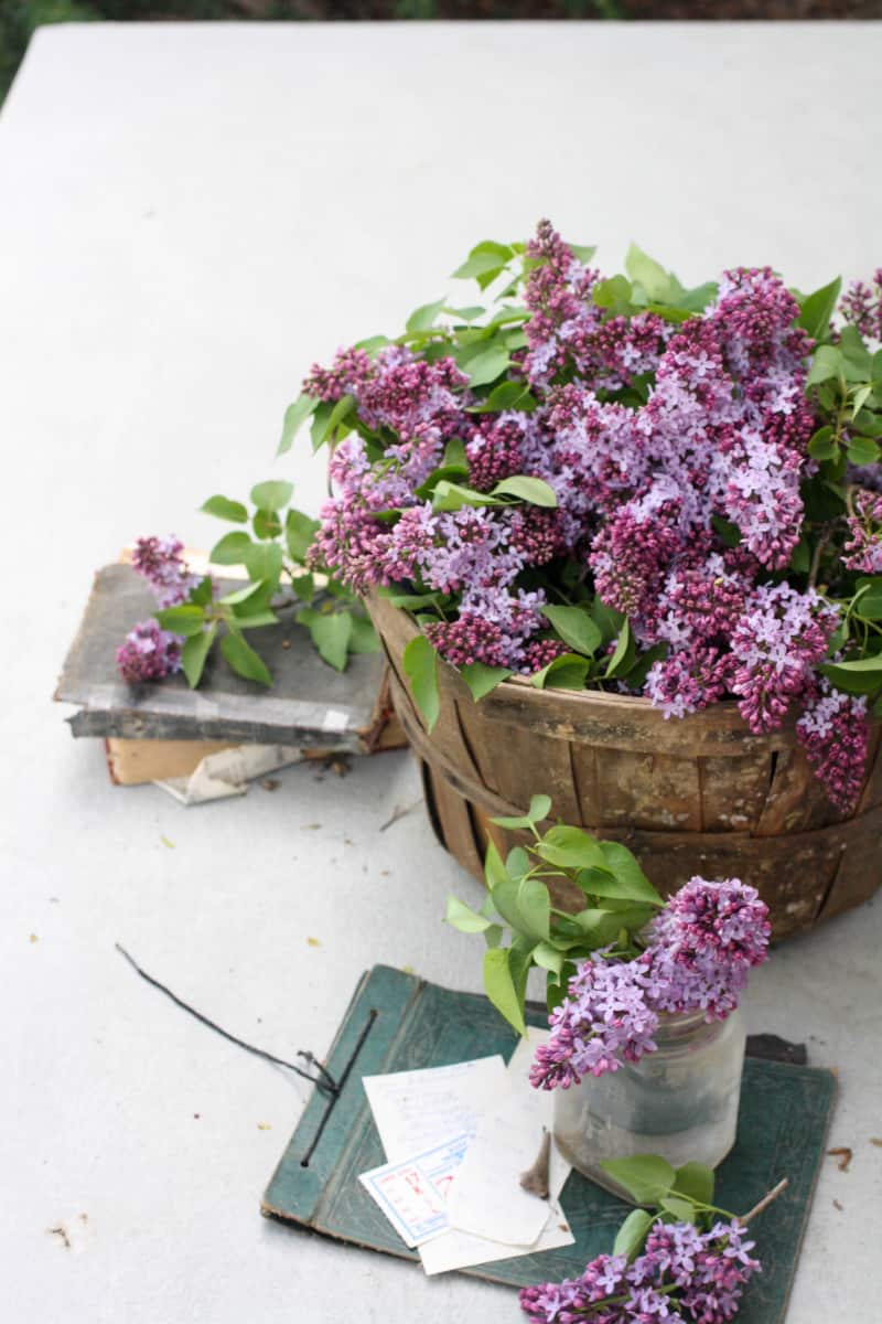 a basket of fresh picked lilacs