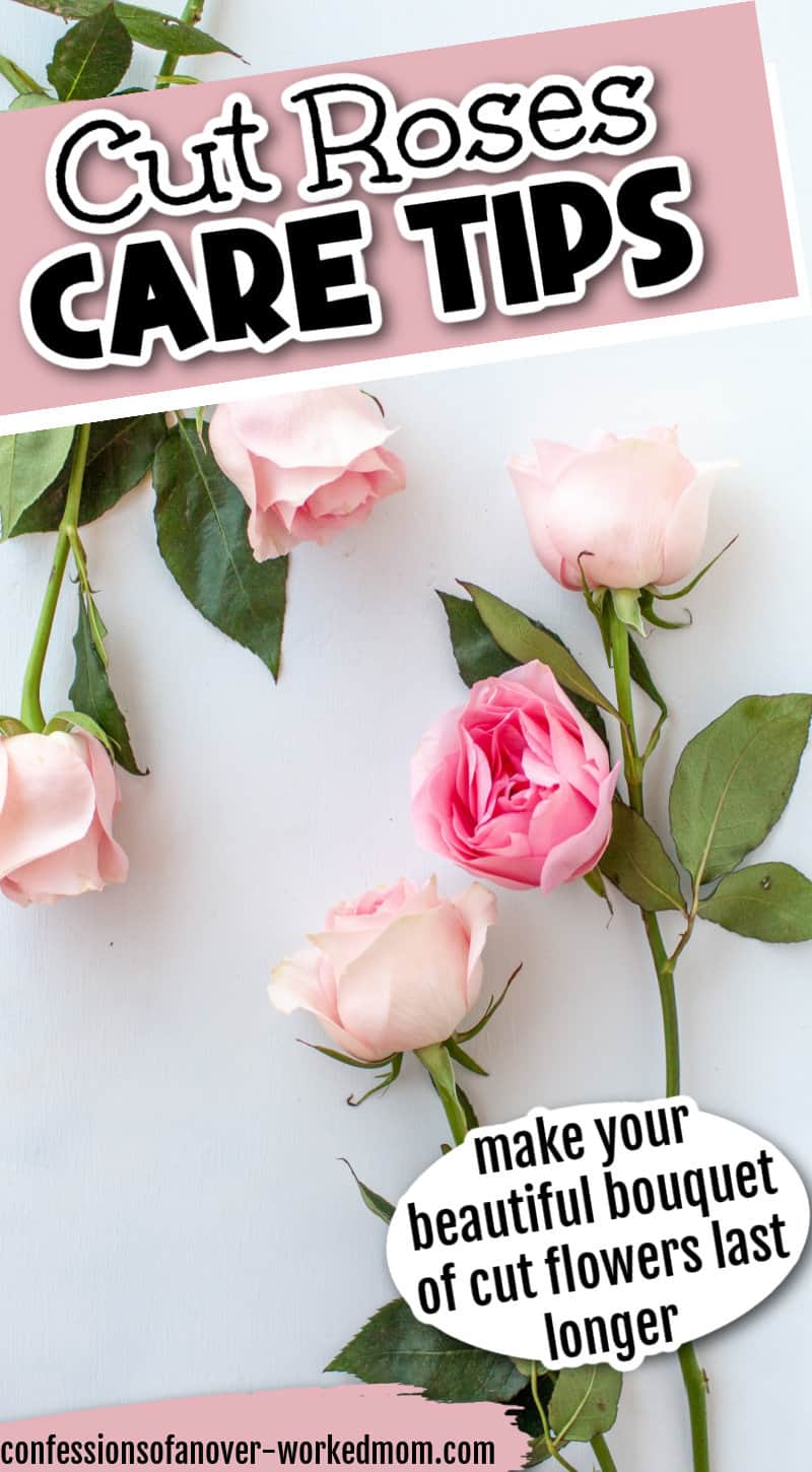 If you’re curious about cut roses care, check out these tips on how to make your beautiful bouquet of cut flowers last longer.