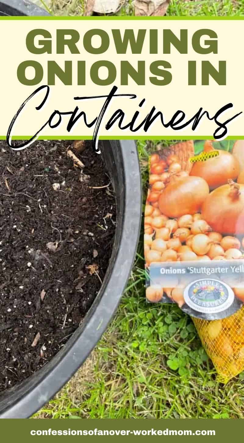 These tips for growing onions in containers will answer all your questions! Learn how to grow onions in pots and enjoy a bountiful harvest.