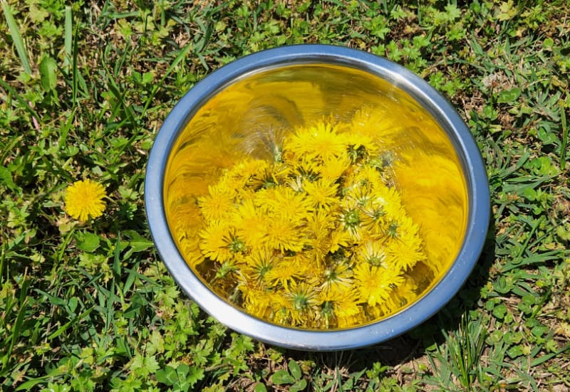 a bowl of dandelions in the grass