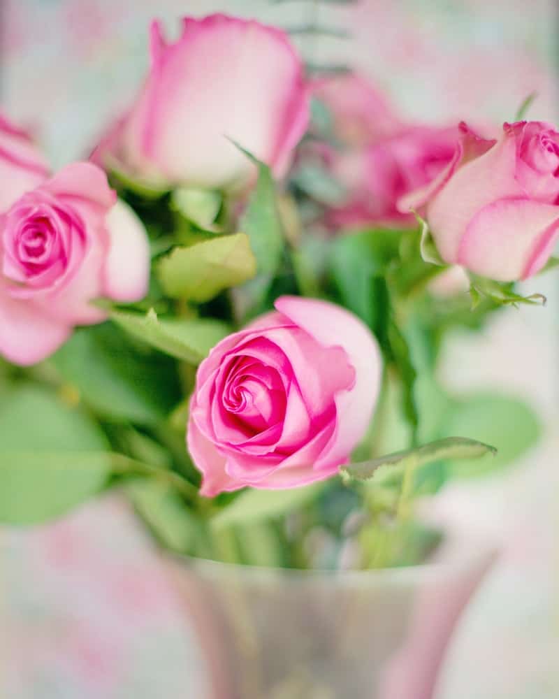 If you're curious about cut roses care, check out these tips on how to make your beautiful bouquet of cut flowers last longer.