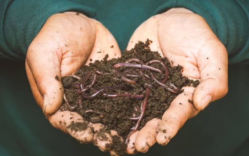a handful of compost and earthworms