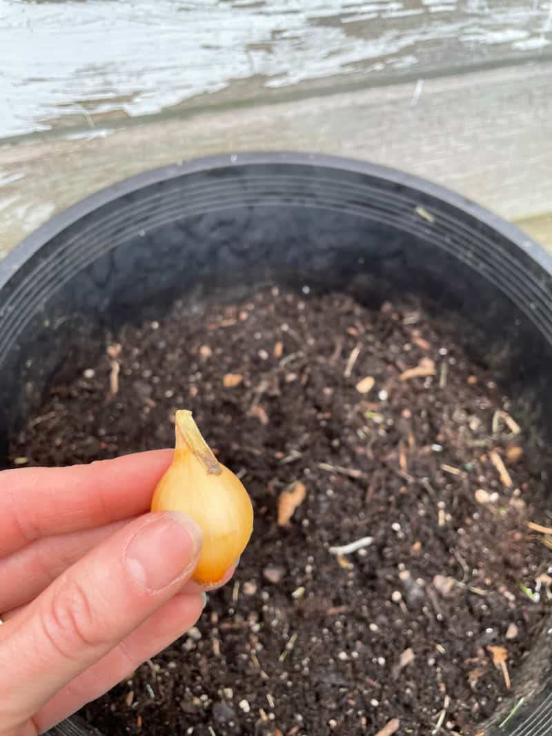 a small yellow onion held over a pot full of dirt
