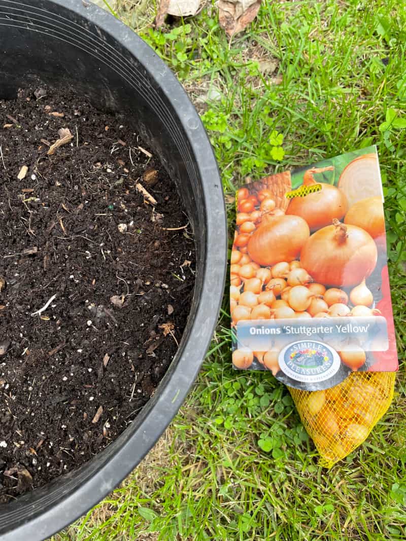 These tips for growing onions in containers will answer all your questions! Learn how to grow onions in pots and enjoy a bountiful harvest.