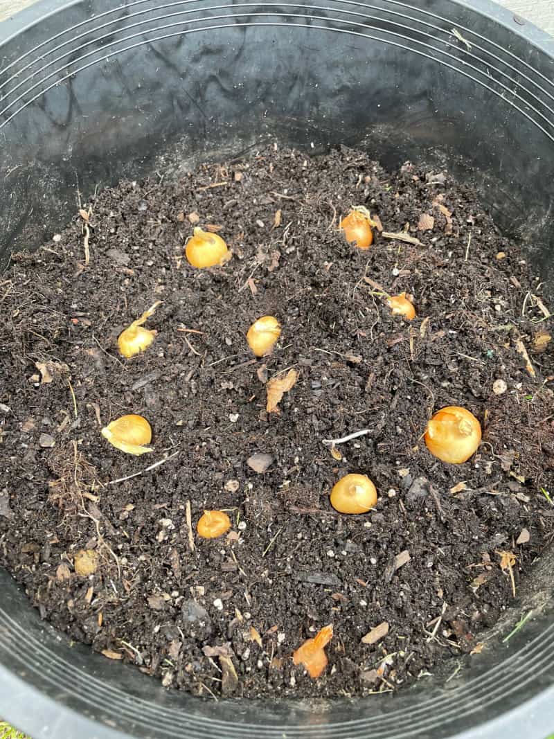 small onion bulbs in a container of dirt