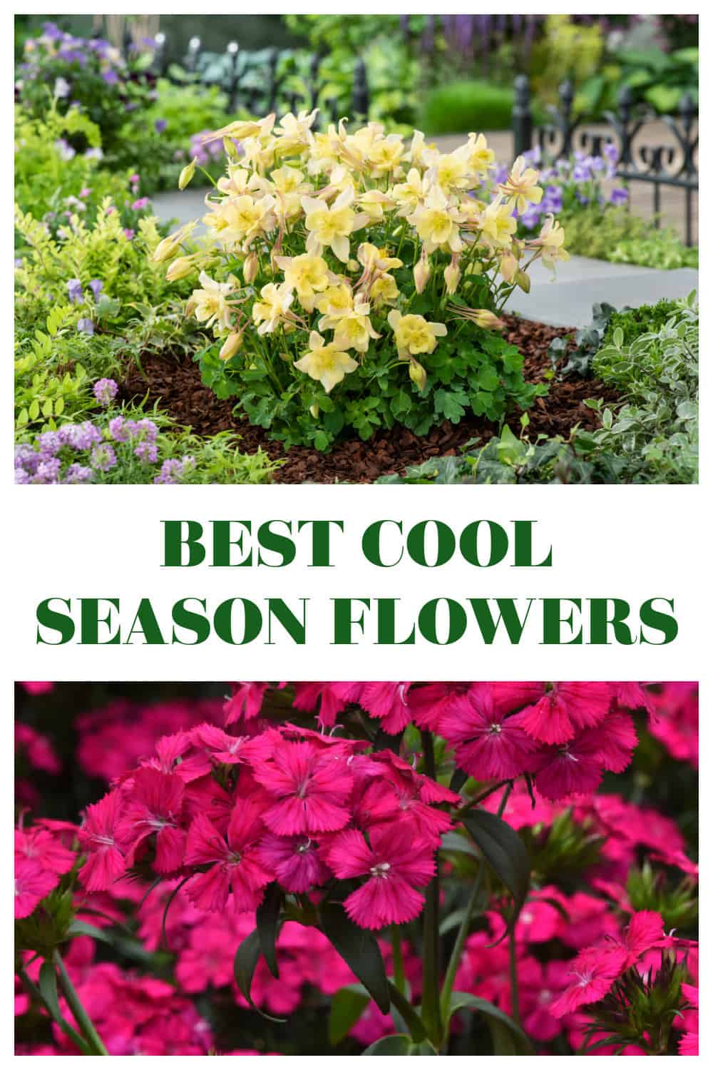 Check out these cool season flowers you can plant in early spring and early fall. Find out the best cool season annuals for your garden.