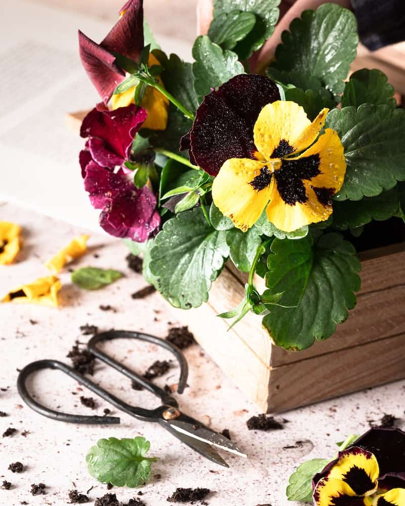 pansies in a wooden planter