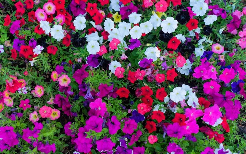 colorful petunias