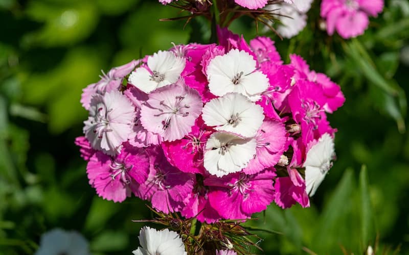 pink and white sweet william