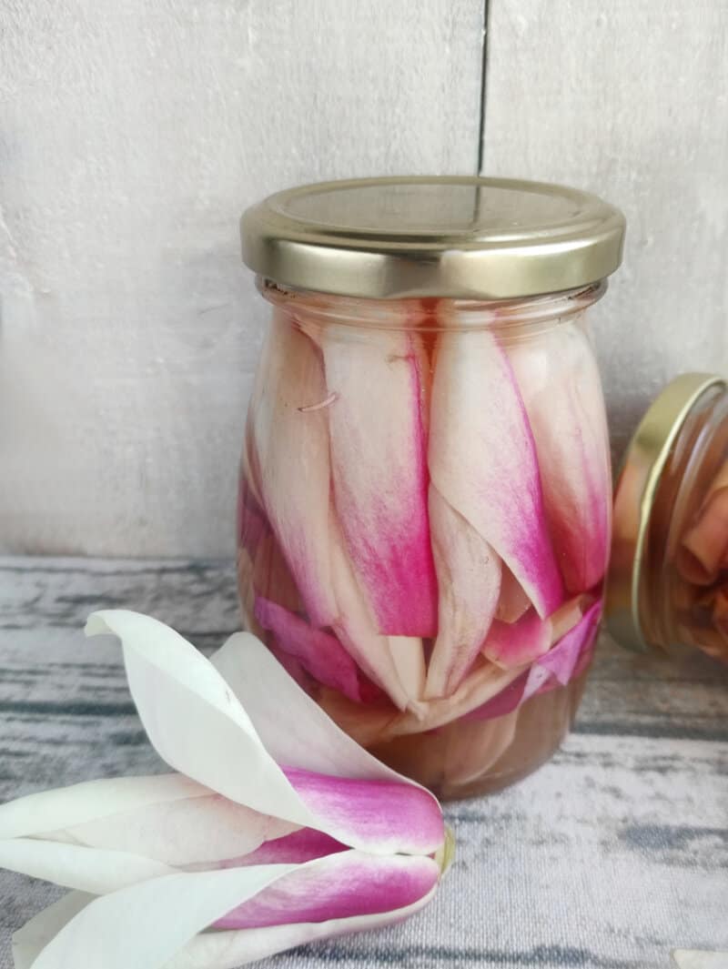 Are magnolia flowers edible? Have you tried pickled magnolia flowers? Learn how to make pickled magnolia petals and try them today.