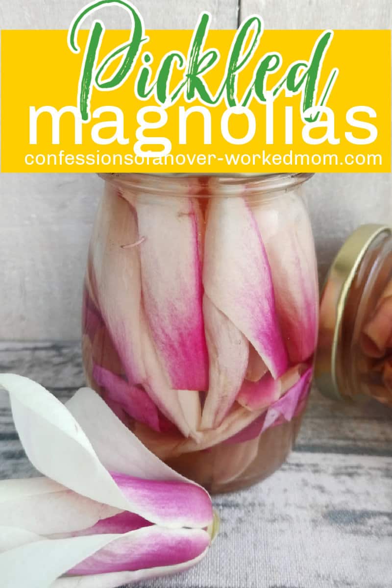 Are magnolia flowers edible? Have you tried pickled magnolia flowers? Learn how to make pickled magnolia petals and try them today.