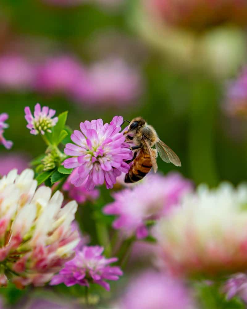a bee on a clover flower