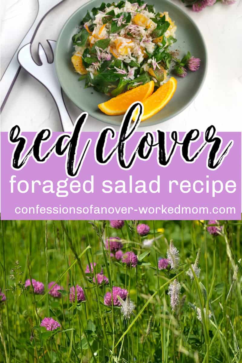 Is clover edible? Find out more about the uses of clover and which types you can eat. Try this easy Red Clover Salad Recipe you can make by foraging.