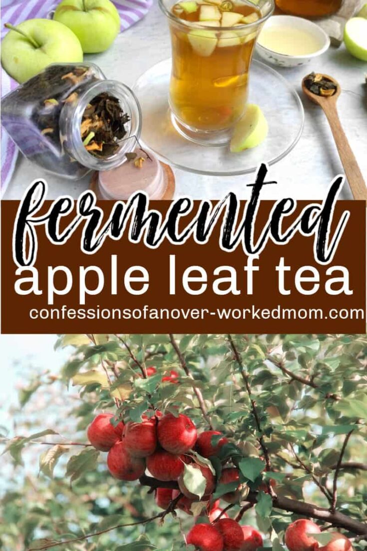 Have you ever had apple leaf tea? Find out more about making tea from apple leaves and the health benefits of tea leaves with this fall tea recipe.